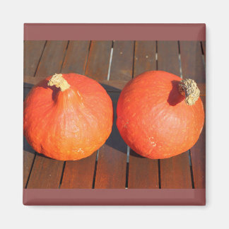 Kürme auf einem Holztisch Magnet