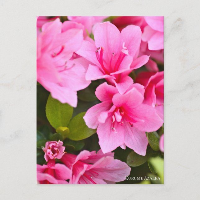 Kurume Azalea Postkarte (Vorderseite)
