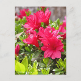 Kurume Azalea Postkarte