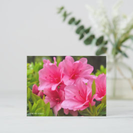 Kurume Azalea Postkarte