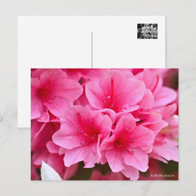Kurume Azalea Postkarte (Vorne/Hinten)