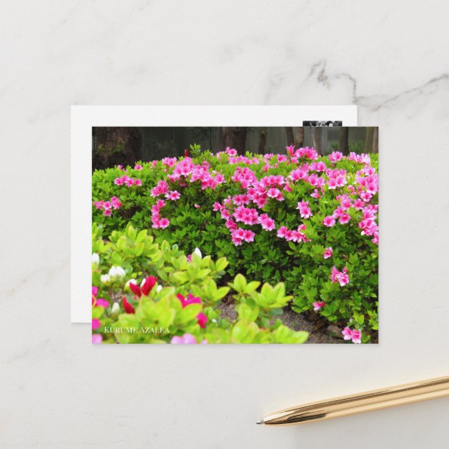 Kurume Azalea Postkarte (Vorderseite/Rückseite Beispiel)