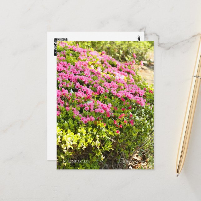 Kurume Azalea Postkarte (Vorderseite/Rückseite Beispiel)