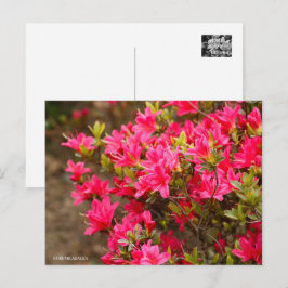 Kurume Azalea Postkarte