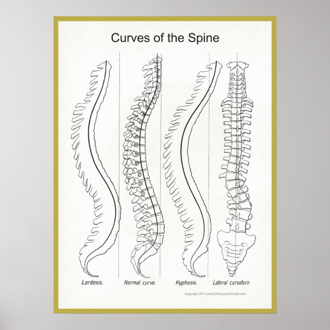 Kurven des Spine Poster Chiropraktik (Vorne)