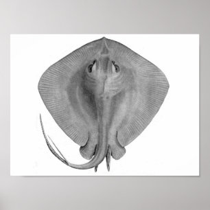 Kurz-Schwanz Stingray (Dasyatis brevicaudata) Poster