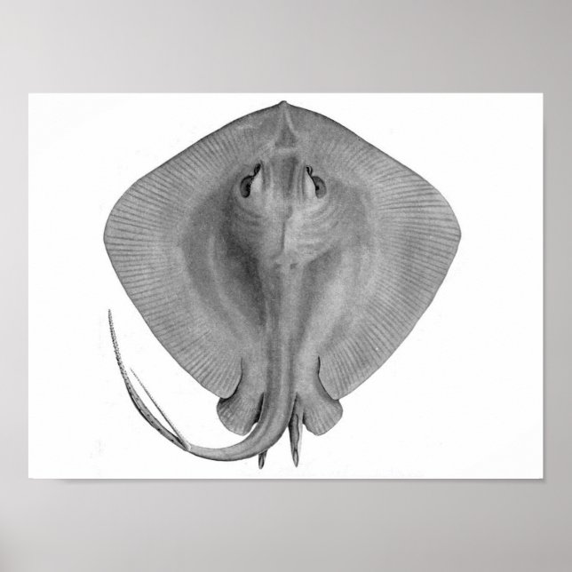 Kurz-Schwanz Stingray (Dasyatis brevicaudata) Poster (Vorne)