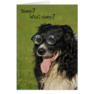 Kurze Collie Card c