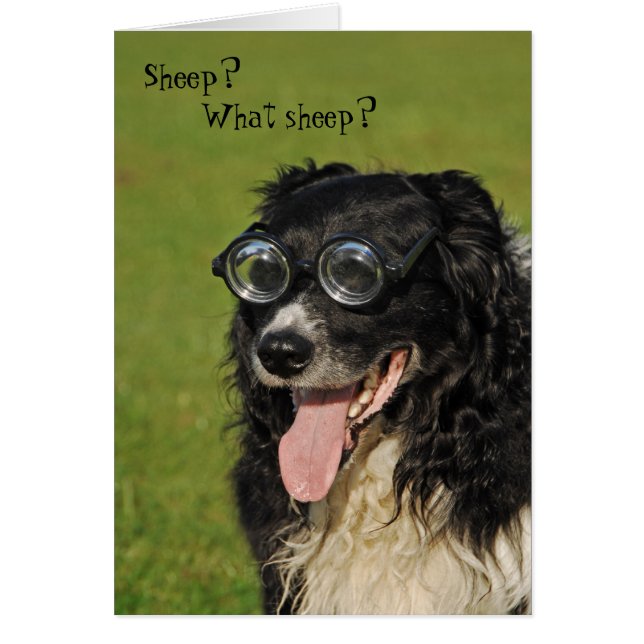 Kurze Collie Card c (Vorne)