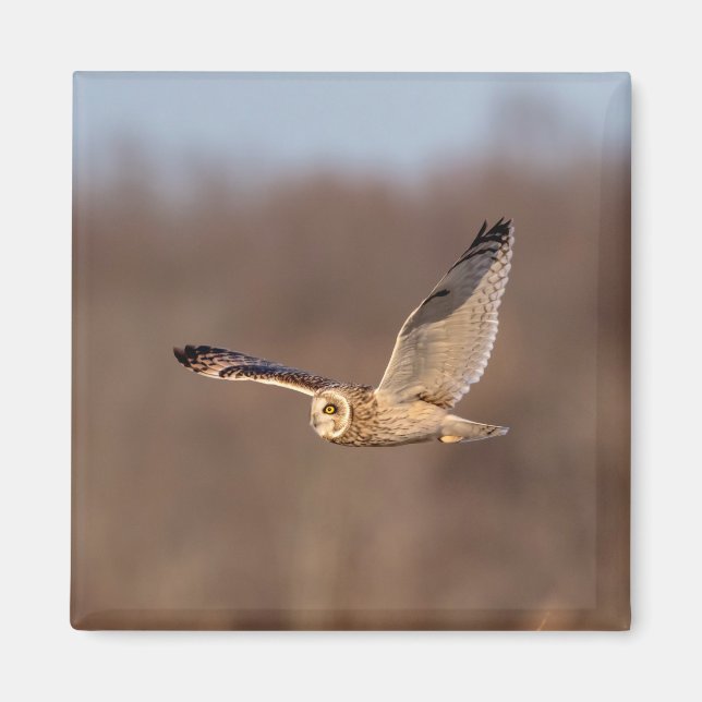 Kurze Eule im Flug Magnet (Vorne)