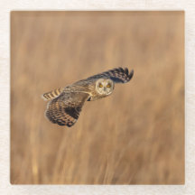 Kurze Eule im Grasland