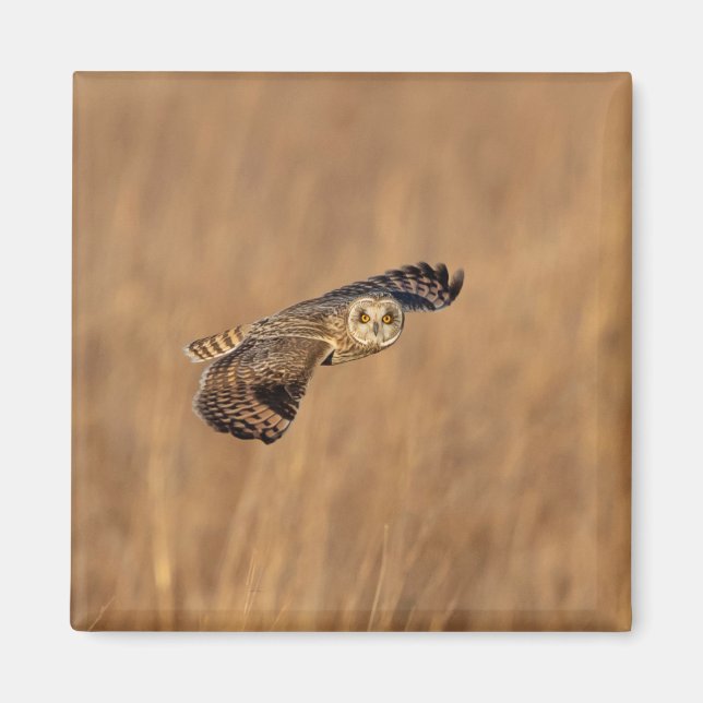 Kurze Eule im Grasland Magnet (Vorne)