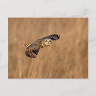 Kurze Eule im Grasland Postkarte