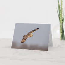 Kurze Eule im Shawangunk-Grasland