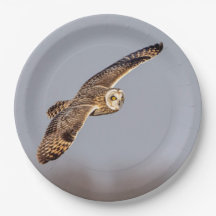 Kurze Eule im Shawangunk-Grasland