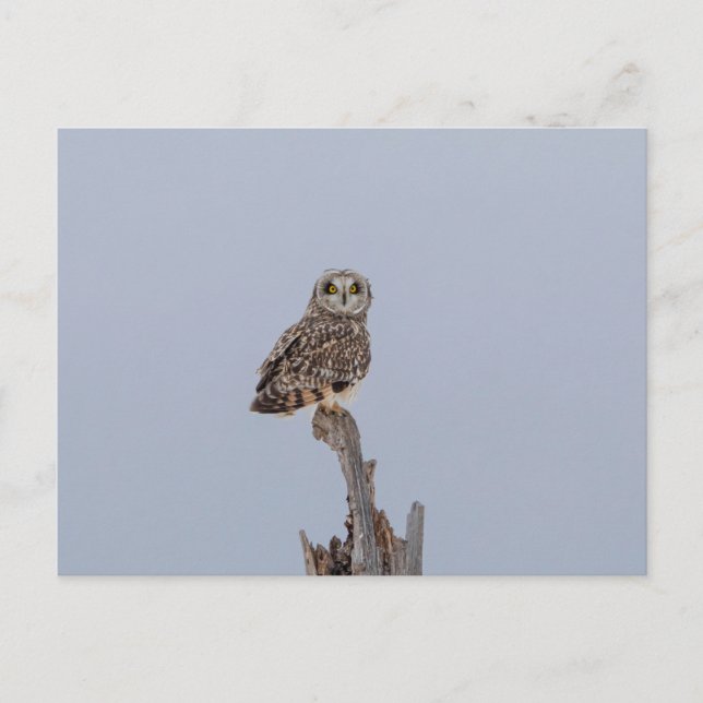 Kurze Eule im Shawangunk-Grasland Postkarte (Vorderseite)