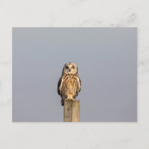 Kurze Eule im Shawangunk-Grasland Postkarte