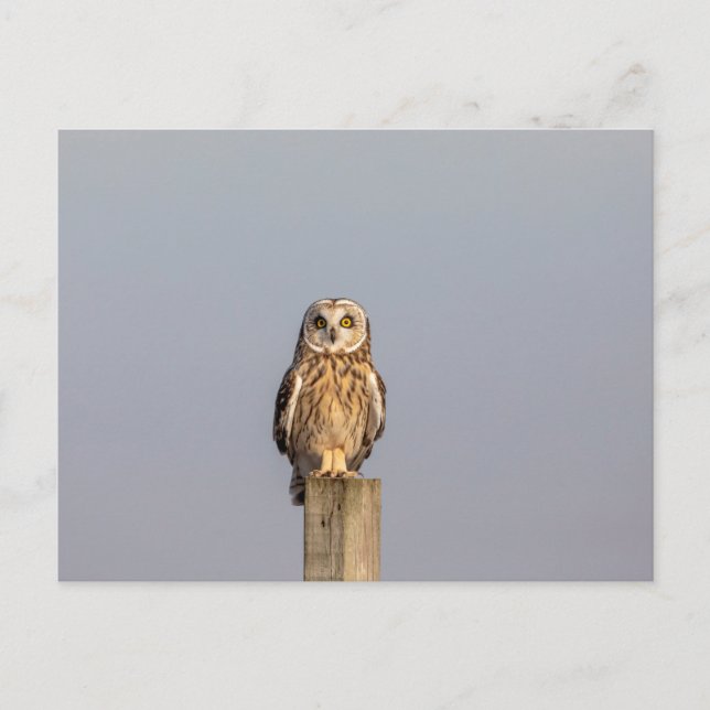 Kurze Eule im Shawangunk-Grasland Postkarte (Vorderseite)