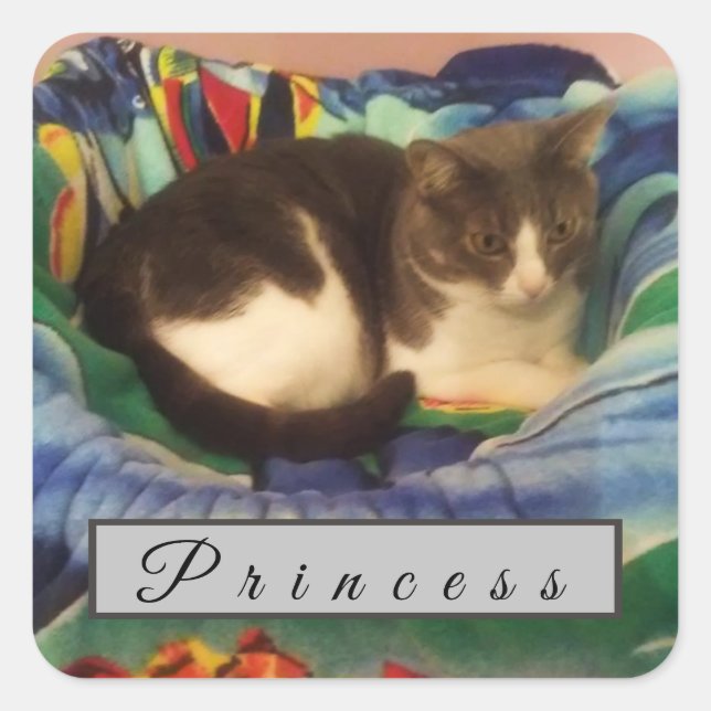 Kurze Haarkatze nach Maß in Grau und Weiß Quadratischer Aufkleber (Vorderseite)