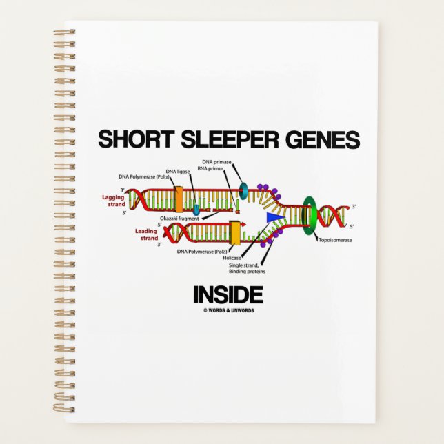 Kurze Sleeper-Gene innerhalb des DNA-Replikations- Planer (Vorderseite)