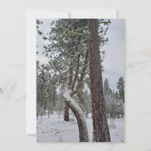 Kurzer Baum mit schneebedeckten Zweigen Montana Fo Feiertagskarte