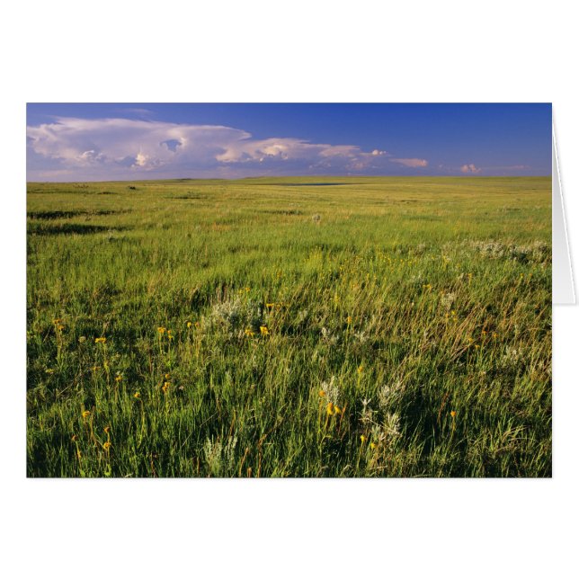 Kurzer Grass Prairie im äußersten Nordosten (Vorderseite (Horizontal))