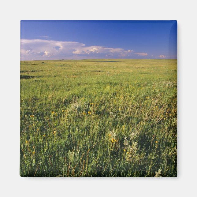 Kurzer Grass Prairie im äußersten Nordosten Magnet (Vorne)