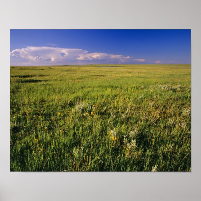 Kurzer Grass Prairie im äußersten Nordosten Poster (Vorne)