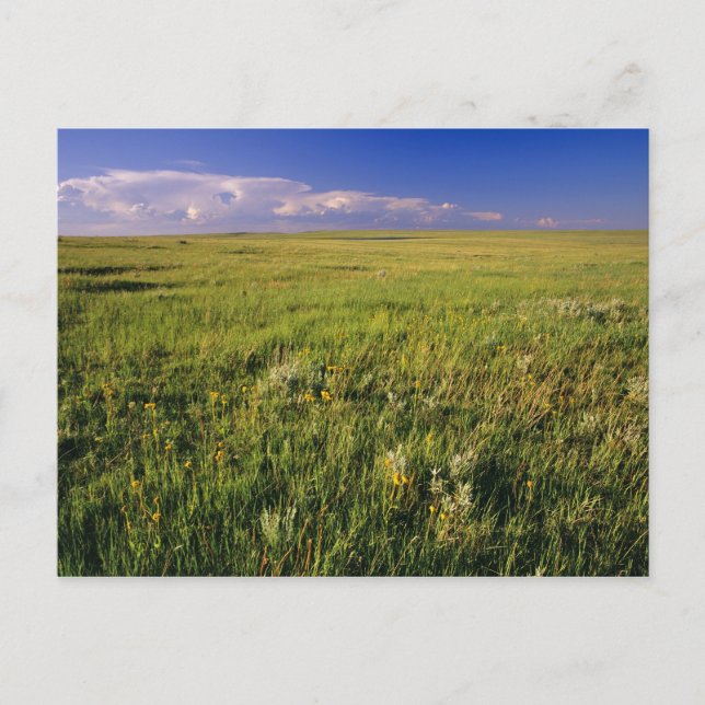 Kurzer Grass Prairie im äußersten Nordosten Postkarte (Vorderseite)