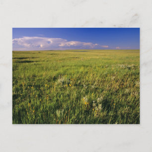 Kurzer Grass Prairie im äußersten Nordosten Postkarte