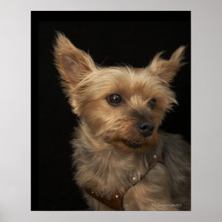 Kurzer Yorkie-Hund, der rechts sucht Poster
