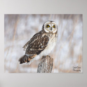 Kurzes Owl Poster