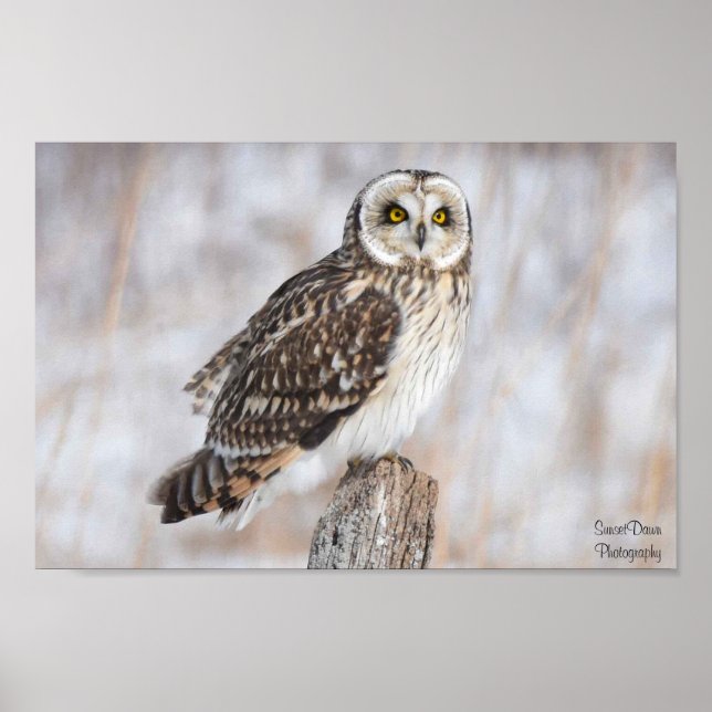 Kurzes Owl Poster (Vorne)