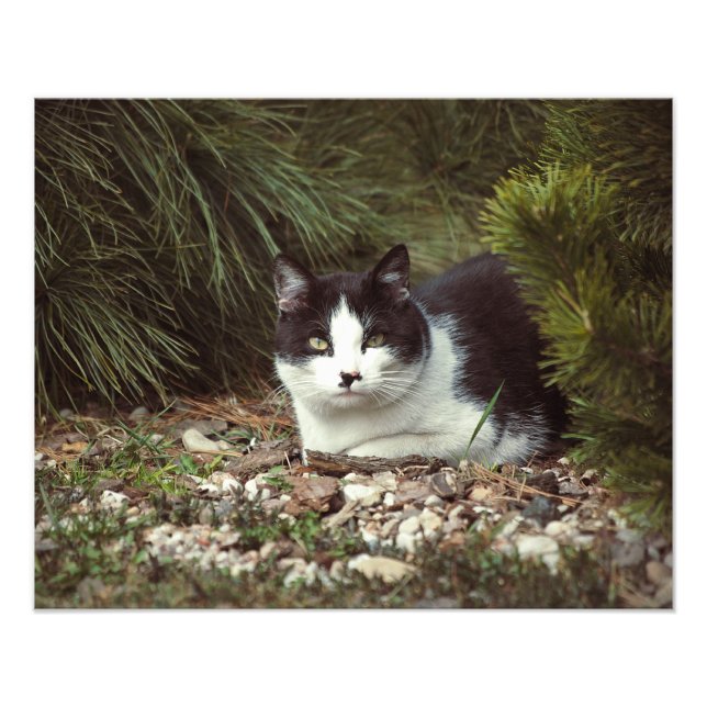 Kurzfristige Katze - Foto (Vorne)