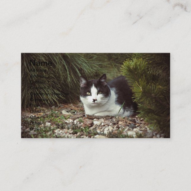 Kurzfristige Katze - Visitenkarte (Vorderseite)