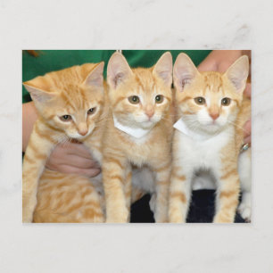 Kurzfristige Orange Tabby Kittens Postkarten