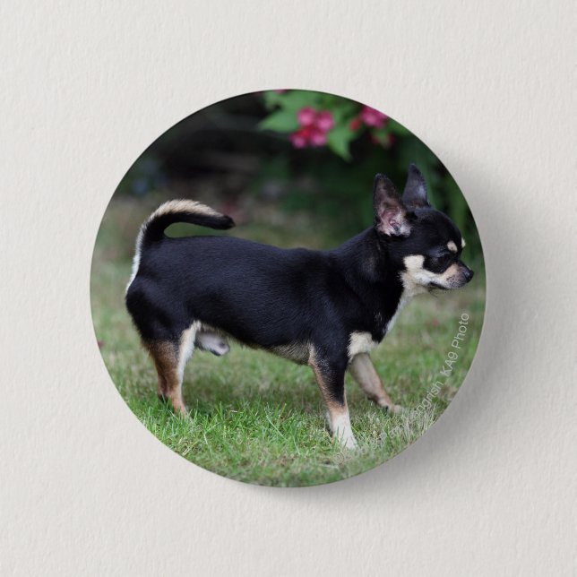 Kurzhaariger Chihuahua stehend Button (Vorderseite)