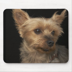 Kurzhaariger Yorkie Hund, der rechts schaut Mousepad