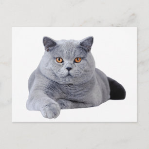 Kurzhaarkatze Postkarte