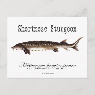Kurznase Sturgeon-White-Postcard Postkarte