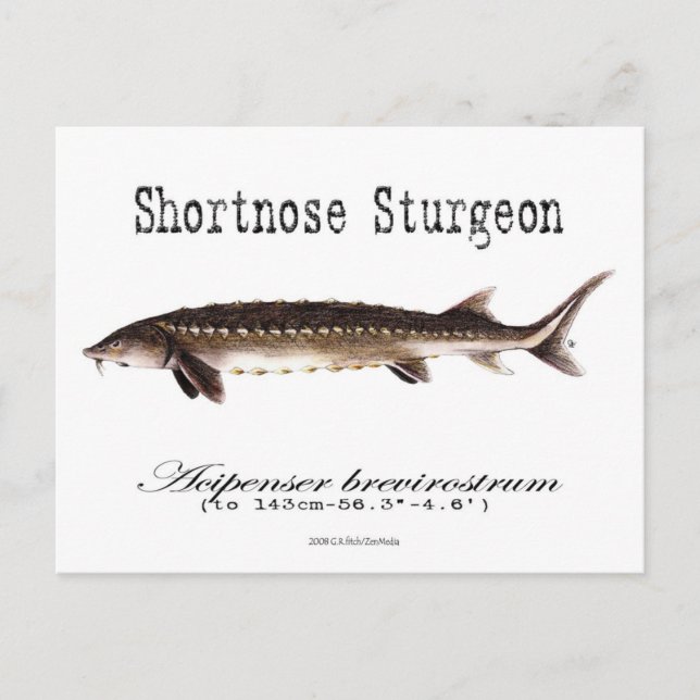 Kurznase Sturgeon-White-Postcard Postkarte (Vorderseite)