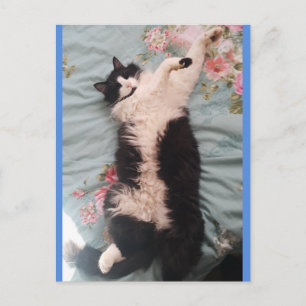 Kuschel-Karte Tuxedo Cat beim glücklichen Tanzen Postkarte
