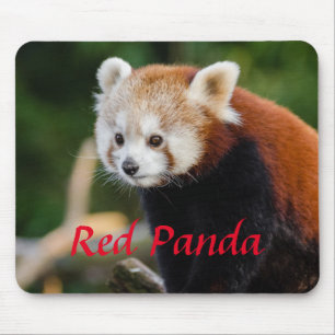 Kuschelbild Roter Panda Mousepad