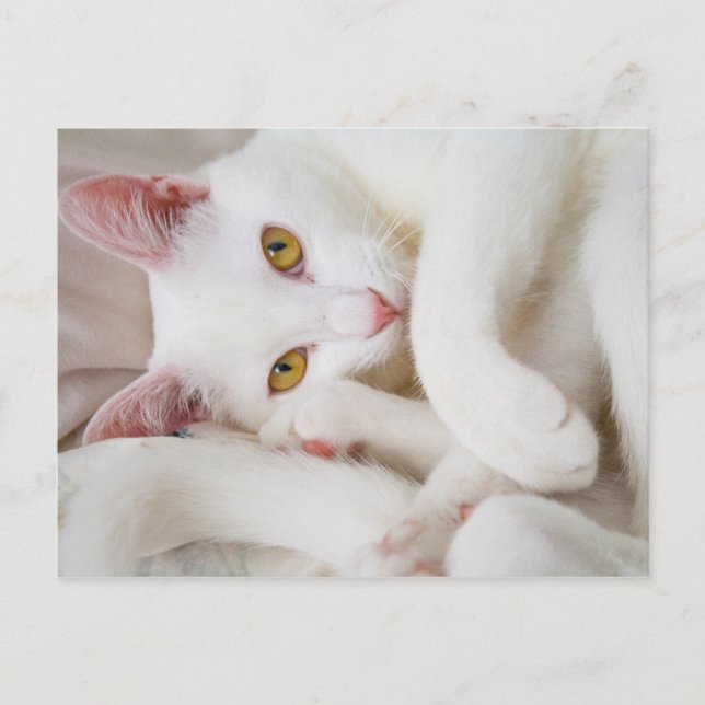 kuschelige Postkarte (Vorderseite)