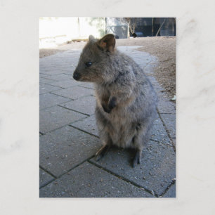 "Kuscheltiere in Australien: Ein kuscheliger graue Postkarte