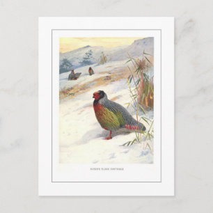 Kuser's Blood Partridge Postkarte
