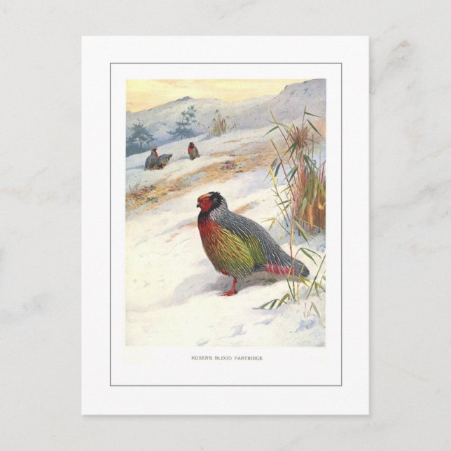 Kuser's Blood Partridge Postkarte (Vorderseite)