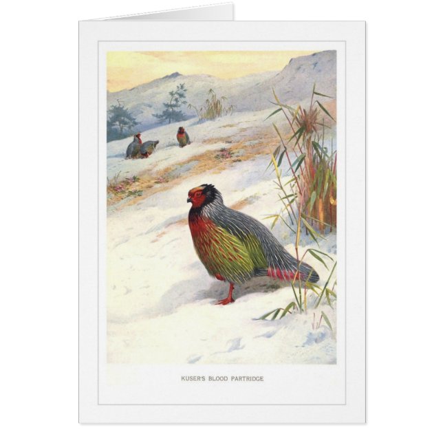 Kusers Blut-Rebhuhn; (Vorne)