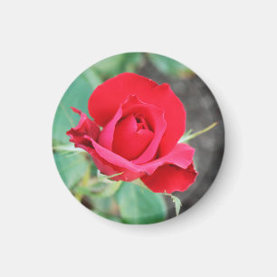 Kuss aus der Rote Rose Magnet