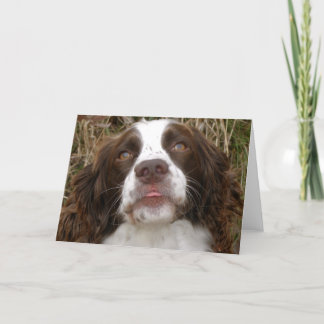 Kuss - englischer Springerspaniel-Gruß-Karte Karte